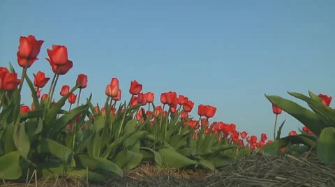 Red tulips Stock Footage 10741197