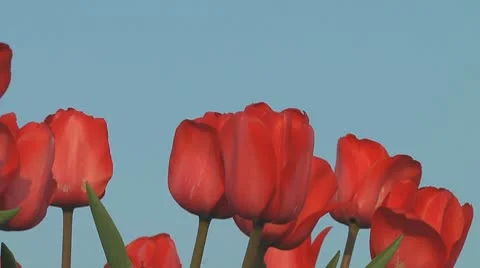 Red tulips Stock Footage 10741208