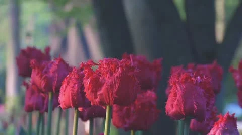 Red tulips Stock Footage 10741333