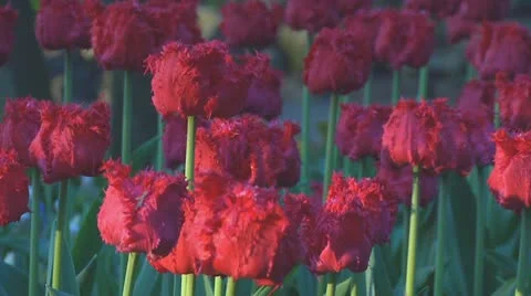 Red tulips Stock Footage 10741389