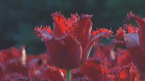 Red tulips Stock Footage 10741714