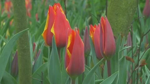 Red tulips Stock Footage 10742427