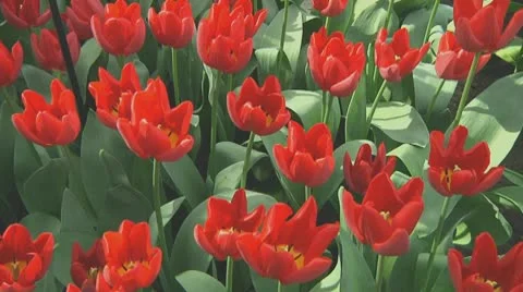 Red tulips Stock Footage 10742582