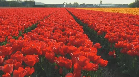 Red tulips Stock Footage 10743100