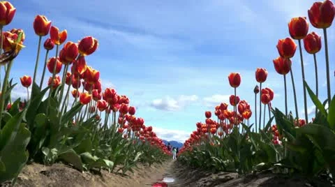 Red Tulips Stock Footage 10915077