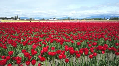 Red Tulips Stock Footage 10915608