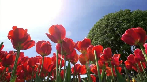 Red Tulips Stock Footage 10915739
