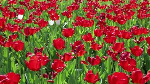 Red tulips Stock-Footage 11018426