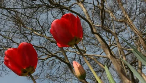 Red tulips Stock Footage 11019726