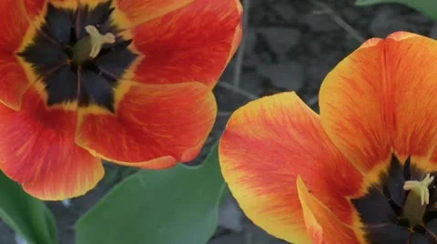 Red tulips 動画素材 11380267