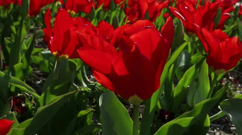 Red tulips Stock Footage 22732638