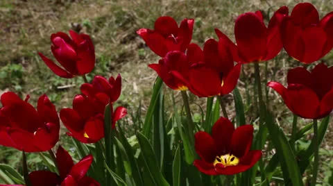 Red tulips Stock Footage 22770314