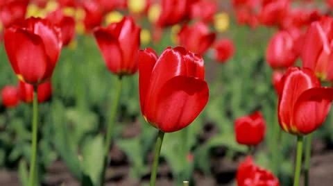 Red tulips 動画素材 24466331