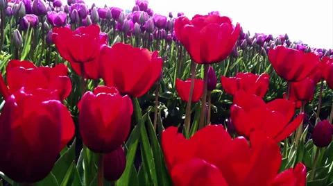 Red Tulips Stock Footage 32420608
