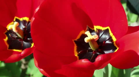 Red tulips Stock Footage 33625473