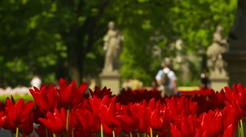 Red tulips Stock Footage 34403510