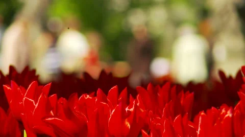 Red tulips Stock Footage 34403595