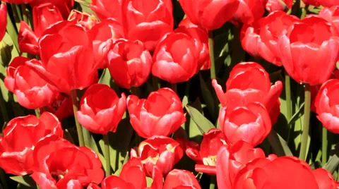 RED TULIPS Stock Footage 39415509