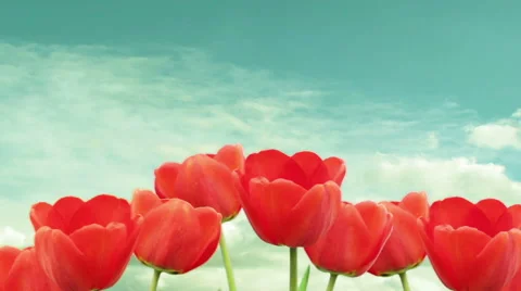 Red tulips Stock-Footage 50234031