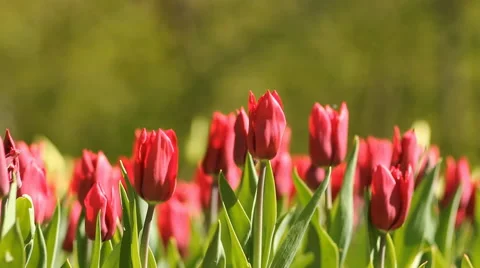Red tulips Stock Footage 58147282