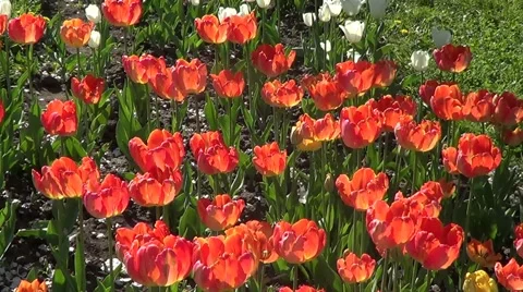 Red tulips Stock Footage 59890994