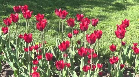 Red tulips 스톡 동영상 60224576