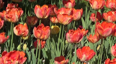 Red tulips Stock Footage 60224631
