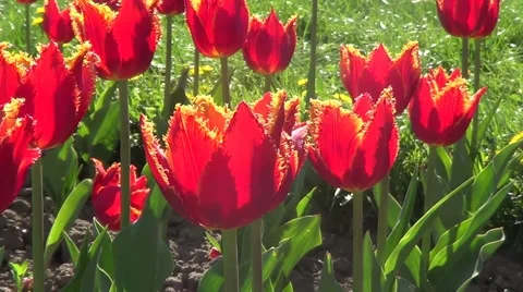 Red tulips 動画素材 60224692