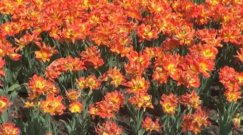 Red tulips Stock Footage 60224704