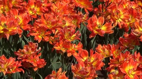 Red tulips Stock Footage 60224791