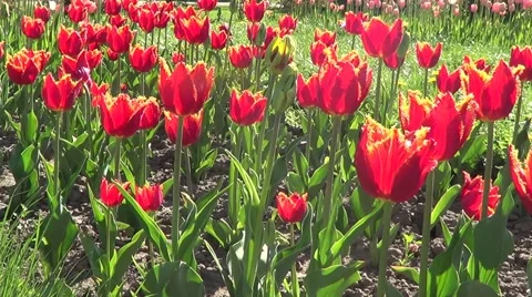 Red tulips 스톡 동영상 60224820