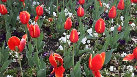 Red Tulips Stockbeeldmateriaal 72930485