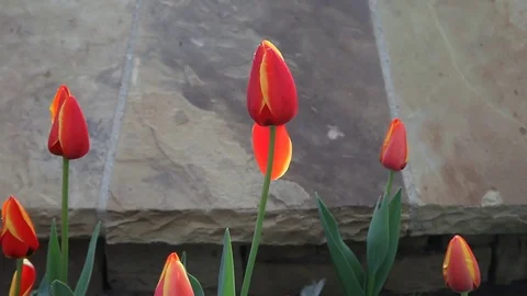 Red Tulips Video stock 72930493