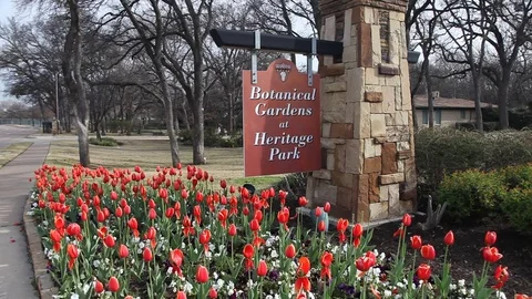 Red Tulips Vidéo 72930502