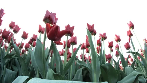 Red Tulips Video stock 74551657