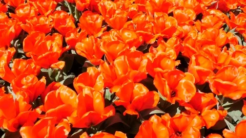 Red tulips Stock Footage 75070518