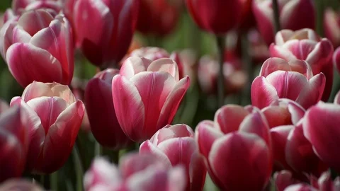 Red Tulips Stock Footage 88461482