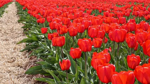 Red Tulips Stock Footage 117539727