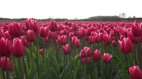 Red tulips Video stock 132999320