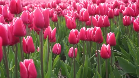 Red tulips Video stock 132999337