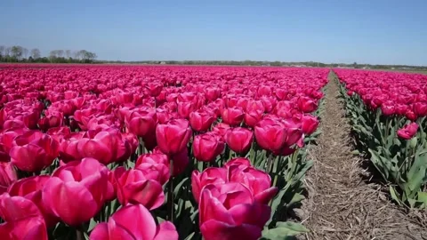 Red tulips Video stock 132999373