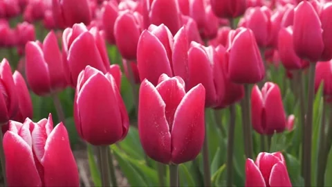 Red tulips Video stock 132999376