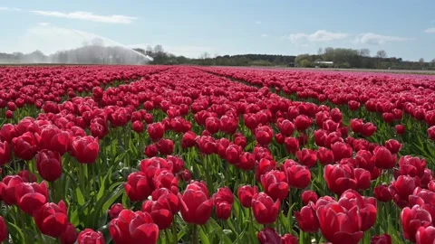 Red tulips Video stock 132999403