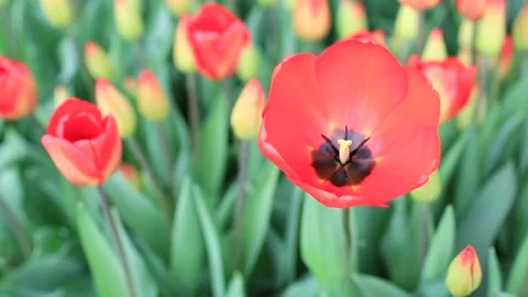 Red tulips Stock Footage 172391406