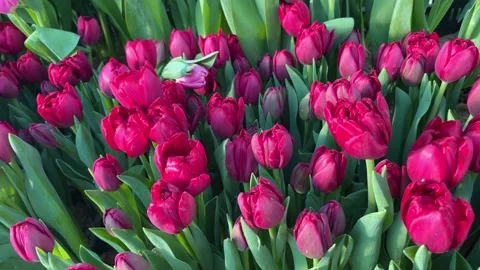Red tulips Stock Footage 176528894
