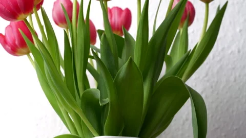 Red tulips Stock Footage 267037603