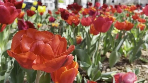 Red Tulips Stock Footage 268443445
