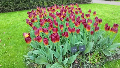 Red tulips Stock Footage 313562796