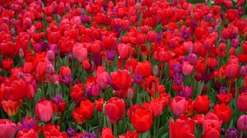 Red tulips Stock Footage 313563390