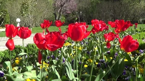 Red tulips 스톡 동영상 334860846